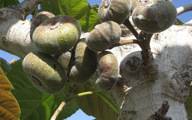 Fig Trees in Israel - Courtesy: Hadassah