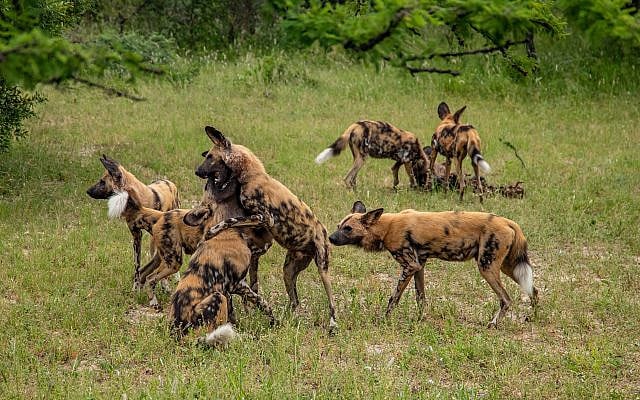 https://pixabay.com/photos/wild-dogs-to-play-africa-wildlife-5053717/
