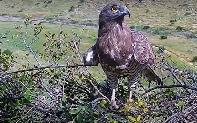 Bird watching was on the agenda for the cancelled Sierra Club Israel tour. (screeshot/birds.org.il via Jewish News)