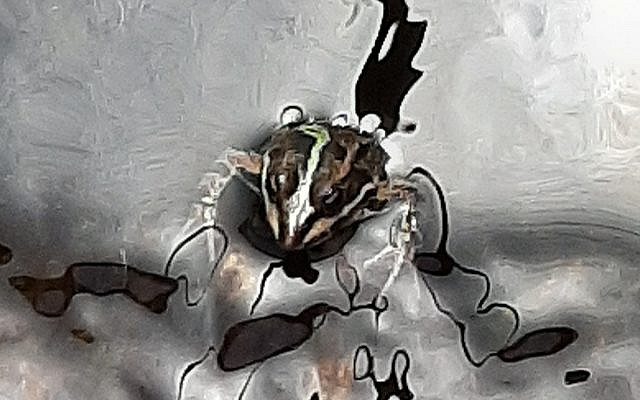 Frog greeting me today in the pool