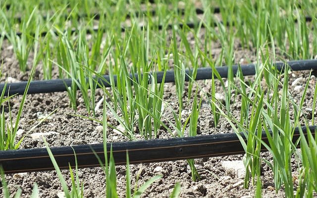 Drip Irrigated Rice Crops in Turkey