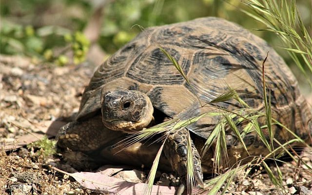 Tortoise [Julian Alper]