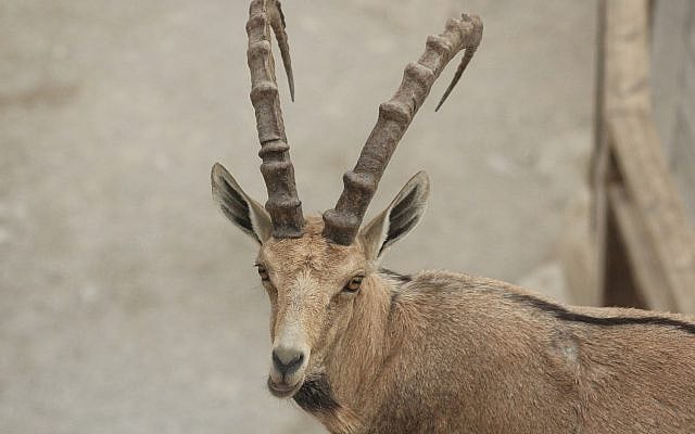 Nubian Ibex at Ein Gedi Nature Reserve [Julian Alper]