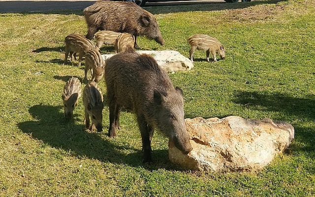Wild boar in Haifa (photo by the author) Wild boar in Haifa (photo by the author)