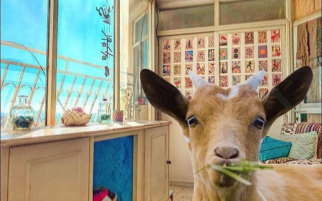 "Meeehhhhh," says the goat