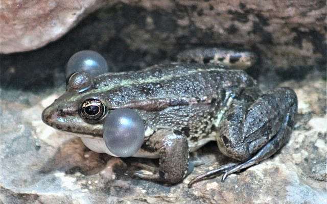 Marsh frog with fully inflated vocal sacs [Julian Alper]