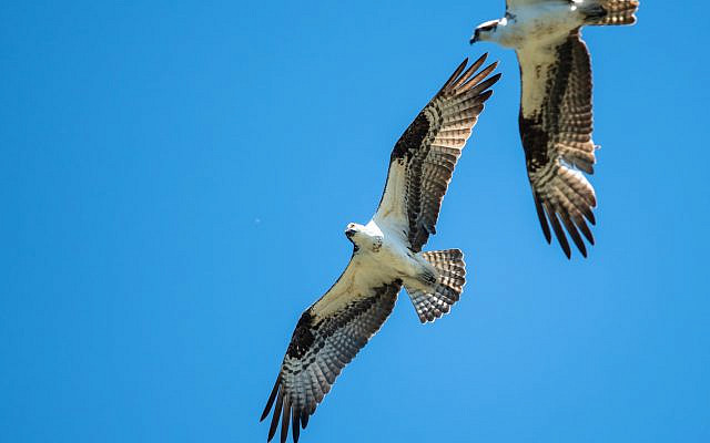 Two birds circle in the sky. (iStock)