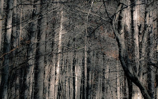 LIght and dark
Image by Leann Shamash