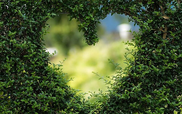 https://pixabay.com/photos/heart-leaves-foliage-garden-bush-1192662/