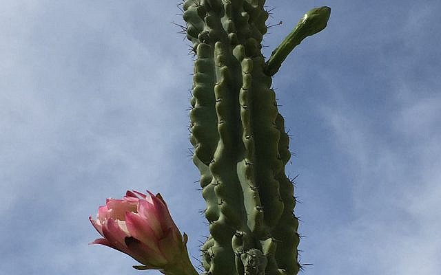 Desert in bloom