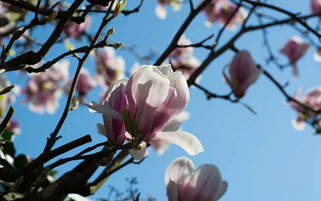 Blossoms from a Magnolia tree. (iStock)