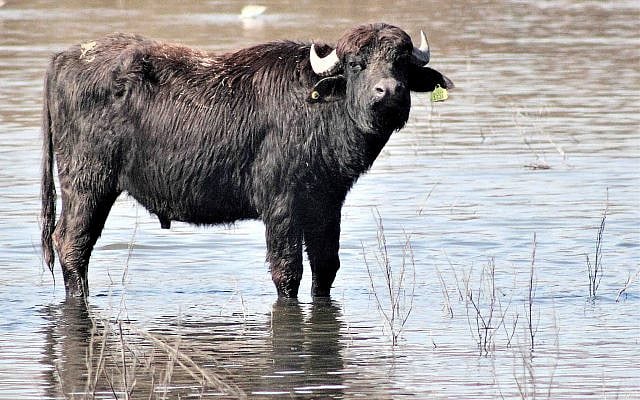 Water Buffalo at Hula Reserve [JA]