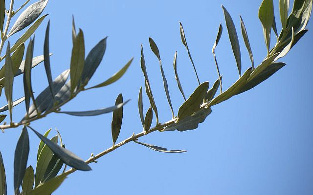 Olive Branch, cover photo for The Other Peace Process, by Ronald Kronish. Courtesy of Sari Kronish