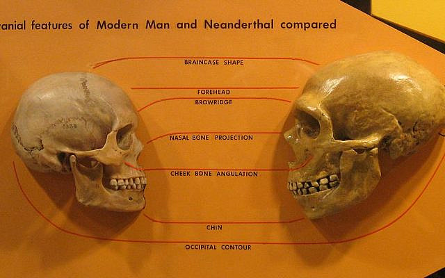 Credit: hairymuseummatt, CC BY-SA 2.0, via Wikimedia Commons