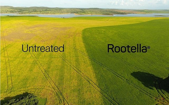Demonstration of how Groundwork BioAg's products do in growing soybeans compared to others. Photo credit Breno Teles, Ativa Biotecnologia, NovaTero. Courtesy of BioAg. Demonstration of how Groundwork BioAg's products do in growing soybeans compared to others. Photo credit Breno Teles, Ativa Biotecnologia, NovaTero. Courtesy of BioAg.