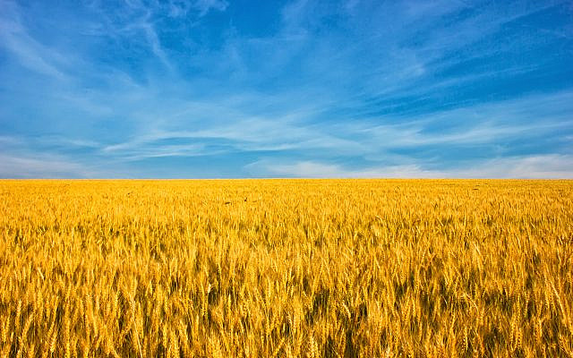 (iStock Image)