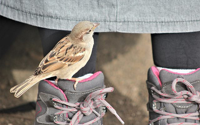 Sparrow sitting on the boot of the author's wife [Julian Alper]