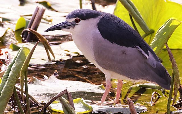 Night heron [Julian Alper]