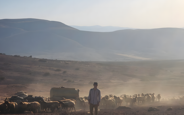 One of the day's volunteers stands in front of a flock of sheep as they drink from a water tank. (Ezra Brownstein) One of the day's volunteers stands in front of a flock of sheep as they drink from a water tank. (Ezra Brownstein)