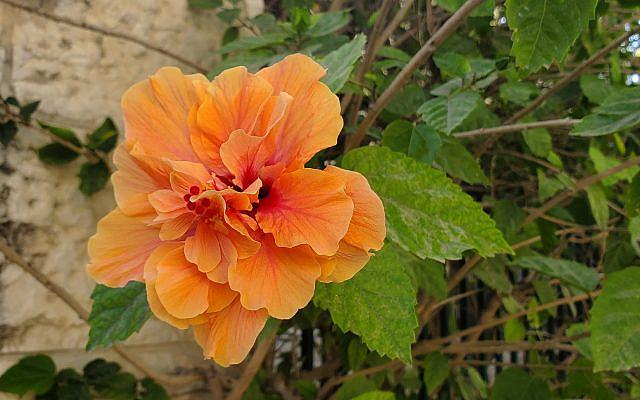 Natural beauty in Ramat Beit Shemesh, Israel. (courtesy)
