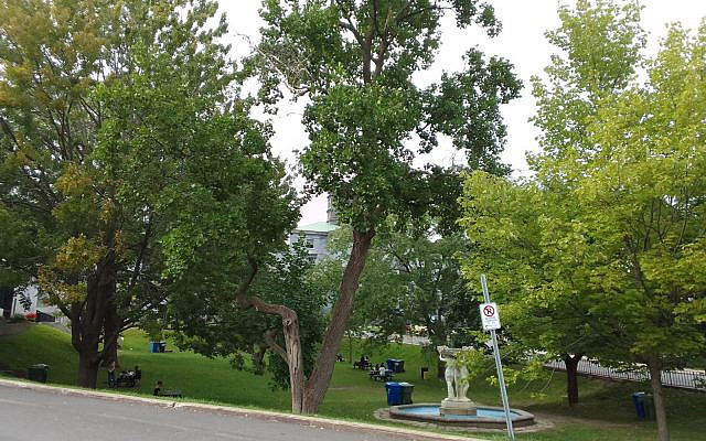 McGill University campus (Source: Author's photo)