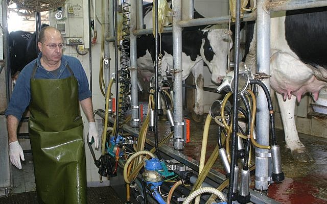 Former Israeli chief of staff and minister of defense Moshe (Bougie) Ya'alon milking cows under fire in Kibbutz Nahal Oz on the Israel Gaza border during Operation Cast Lead, January 2009. (Wikimedia Commons) Former Israeli chief of staff and minister of defense Moshe (Bougie) Ya'alon milking cows under fire in Kibbutz Nahal Oz on the Israel Gaza border during Operation Cast Lead, January 2009. (Wikimedia Commons)