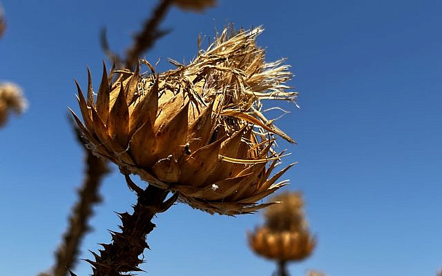Thistle. Gamla, Golan Heights, July 2023. Galma will not fall.