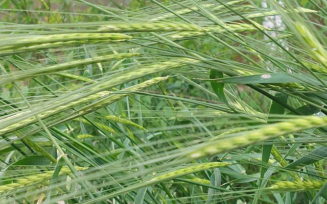 Wheat in the Galilee. (courtesy)