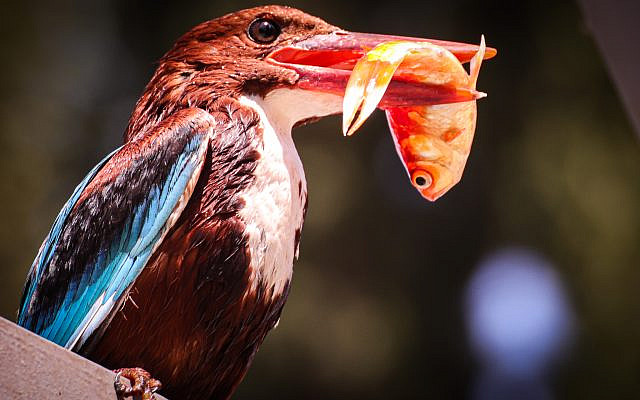 White-throated kingfisher in Tel Aviv [Julian Alper]