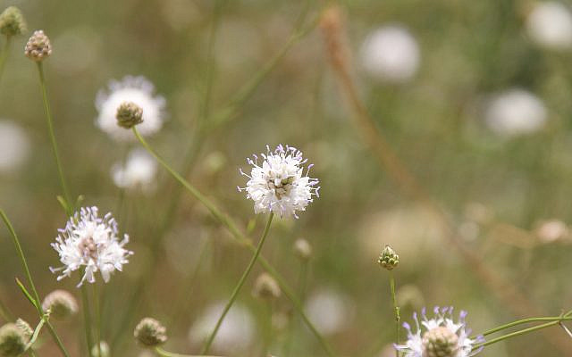 Banias flower by Rod Kersh
