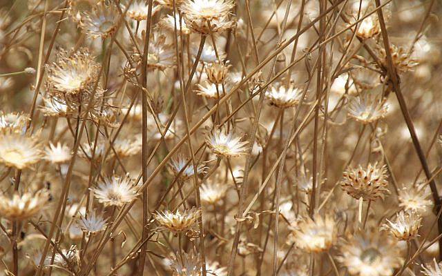 Summer field by the Banias. Photo by Rod Kersh