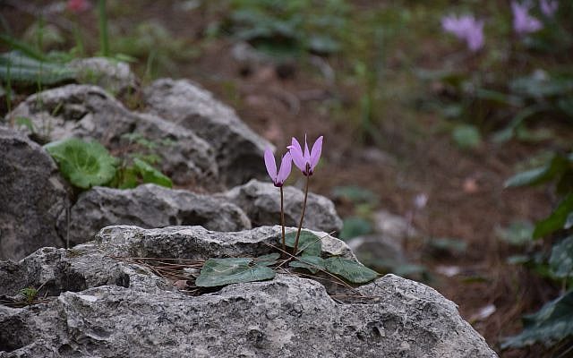 A cyclamen grows out of a rock