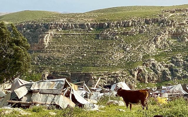 A cow grazes among the ruins of Wadi Siq. (Photo taken by author).