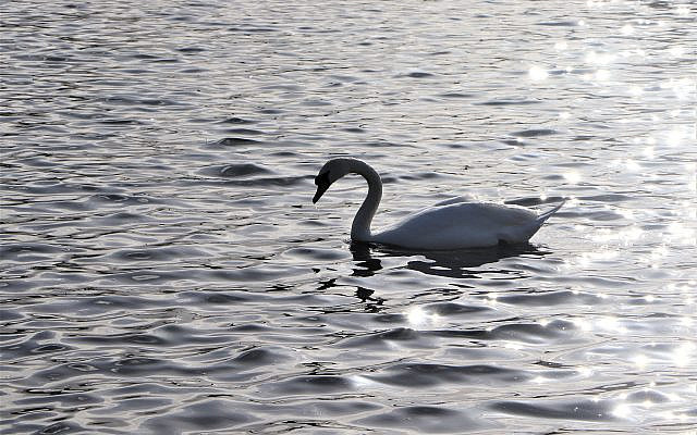 This is a photo that I took the other day at a lake in my current neighborhood. Photo credit ARETE / Simone Kussatz This is a photo that I took the other day at a lake in my current neighborhood. Photo credit ARETE / Simone Kussatz