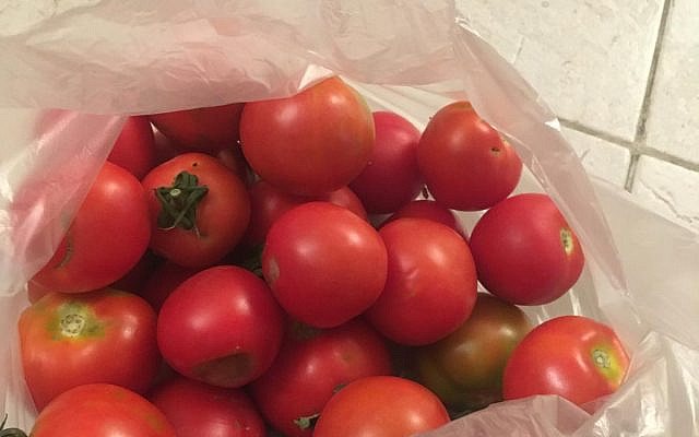 Bag of Gabbai's Tomatoes -S. Jeselsohn