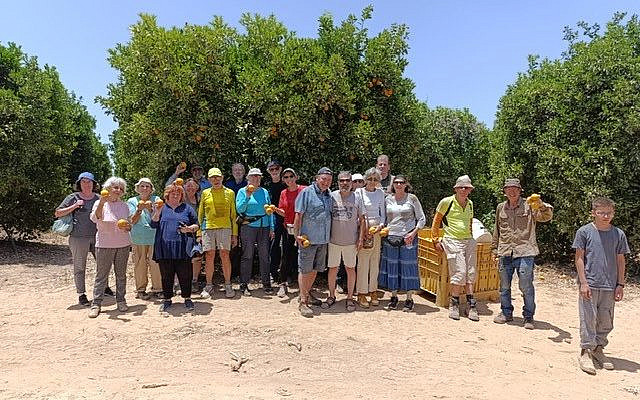 The orange picking volunteers at Kibbutz Reim. Credit: הסעה לעוטף צפון י-ם ומעלה אדומים