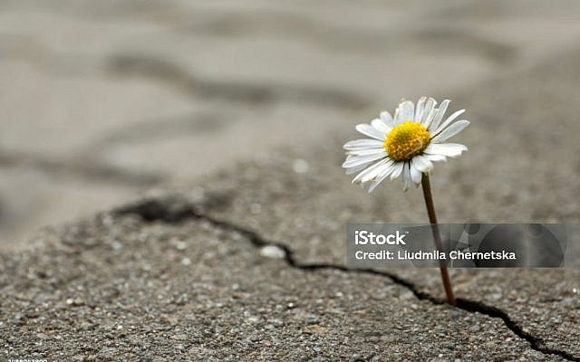 Beautiful flower growing out of crack in asphalt, space for text. Hope concept