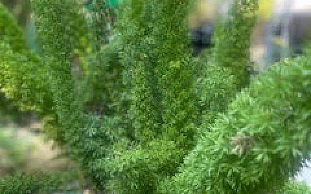 The Green Growth of Hope and the Blemish of Ambivalence