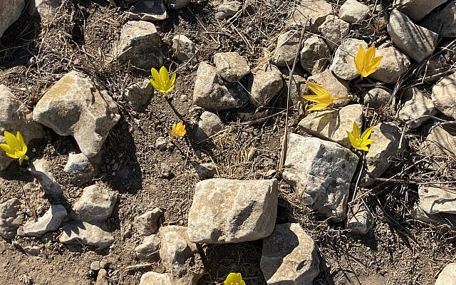 The Sternbergia in the Negev, my photo