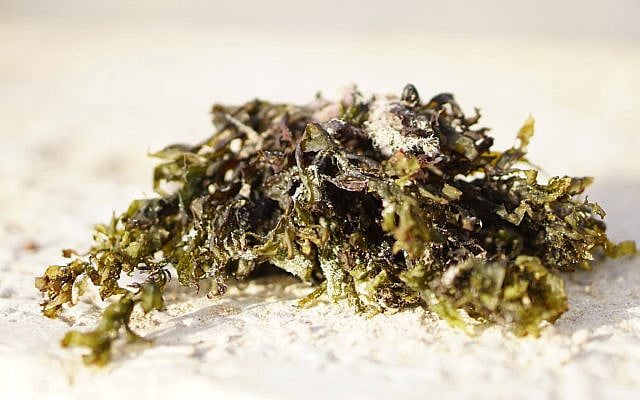 Algae from the beach in Jaffa. Photo by Karin Kloosterman for Green Prophet