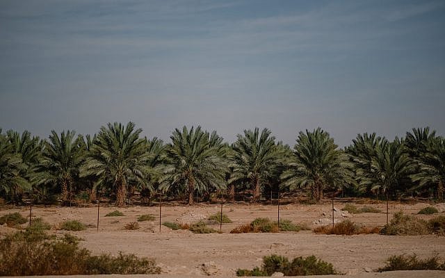 Date palms in the Judean desert. Photo by the author.