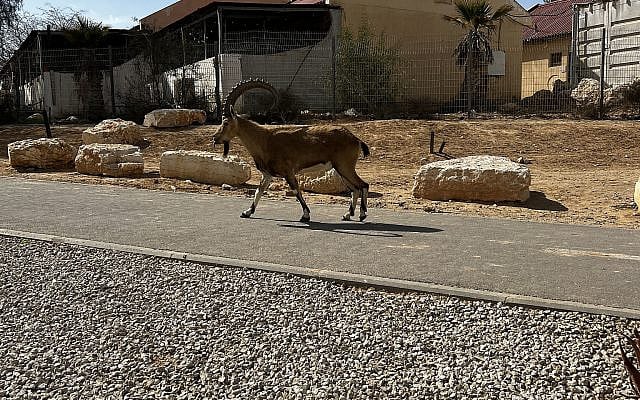 Friendly neighbourhood Ibex, Midreshet Sde Boker, March 2025, photo by Rod Kersh