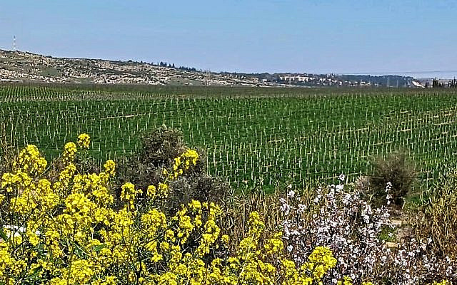 Emek Ayalon