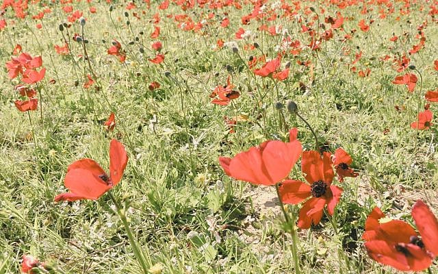 Kalaniot - flowers that bloom in the spring in Israel. Photo by Makers of Israel and featured in the Israeli Photography Cards Kalaniot - flowers that bloom in the spring in Israel. Photo by Makers of Israel and featured in the Israeli Photography Cards
