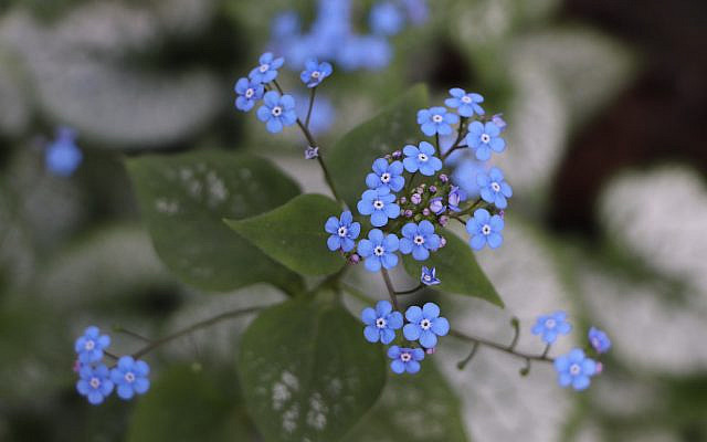A photo of a Forget-Me-Not taken at the cemetery in Le Havre. Photo credit: Simone Suzanne Kussatz/ ARETE