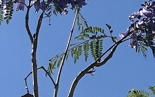 Blooms anew.