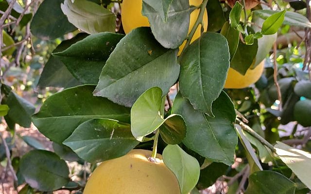 Pomelos
