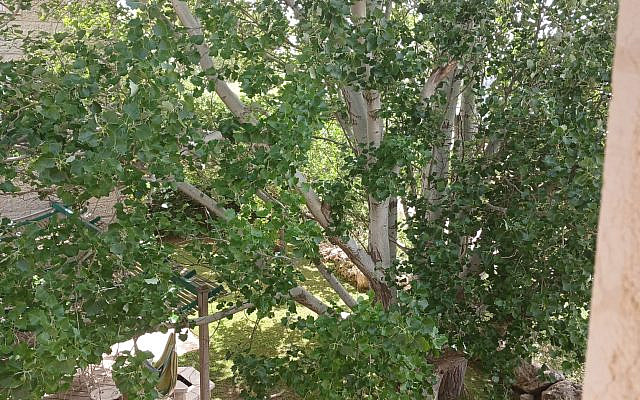 tree outside my window (photo by Romi)
