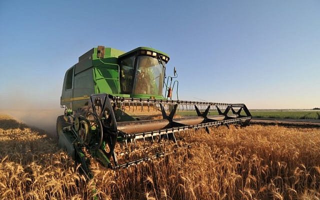 Harvesting our wheat. (courtesy)