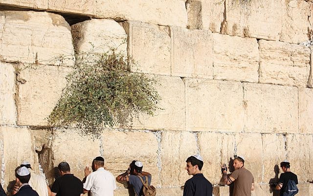 Praying at the Western Wall. (courtesy)